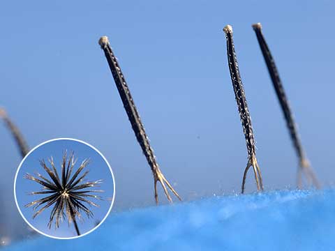 センダングサの棘