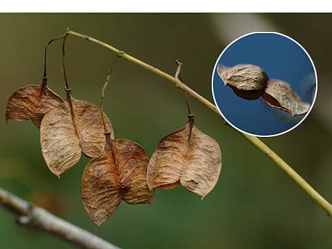 ミツバウツギの実