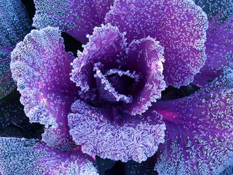 葉ぼたんに降りた霜