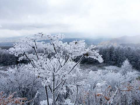 凍りついたシシウド