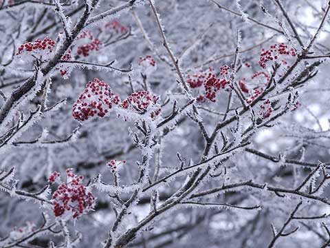 ガマズミに付いた霧氷