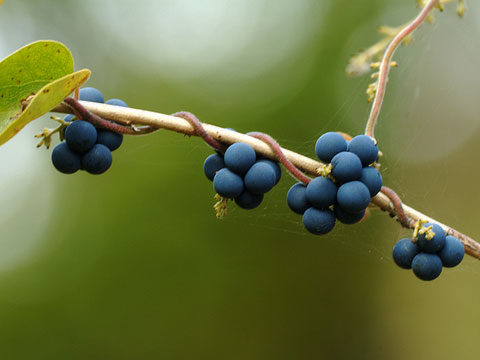 アオツヅラフジの実