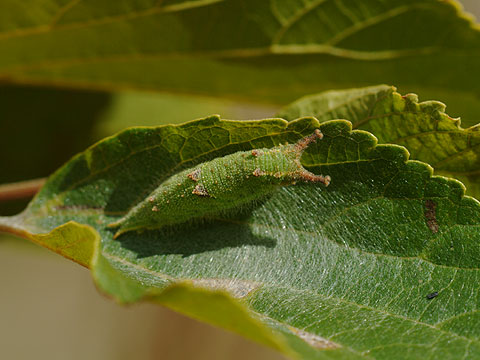 ゴマダラチョウの幼虫