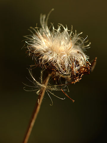 ノハラアザミの種