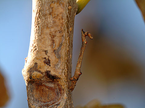 クワエダシャクの幼虫
