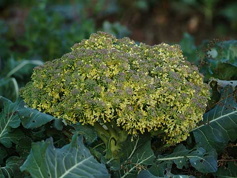 ブロッコリーの花