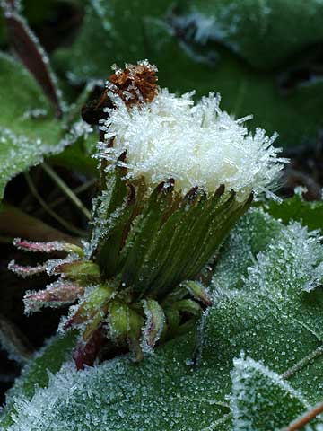 霜に覆われたタンポポ
