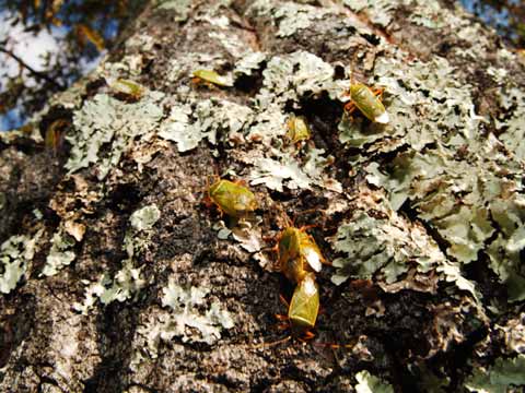 クヌギカメムシの大集団