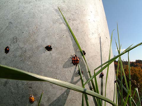 越冬前のテントウムシ