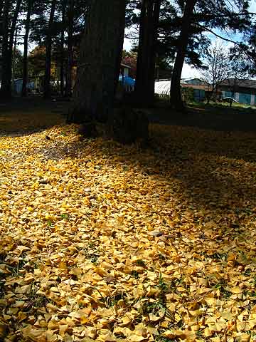 イチョウの落ち葉