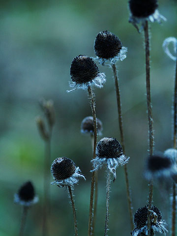 花の終わったルドベキア