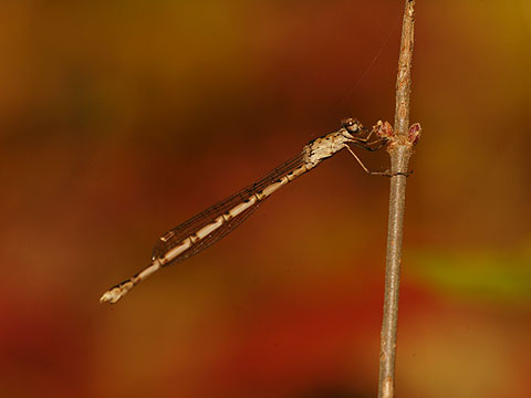 ホソミオツネントンボ