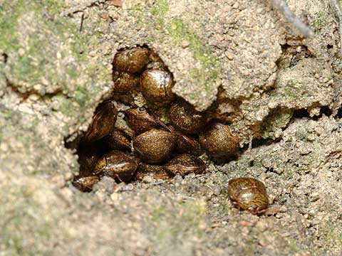 越冬に入るマルカメムシ
