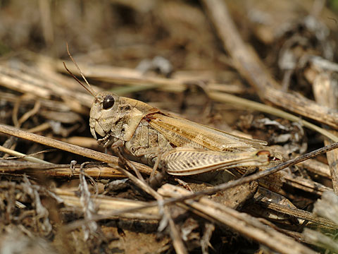 クルマバッタモドキ