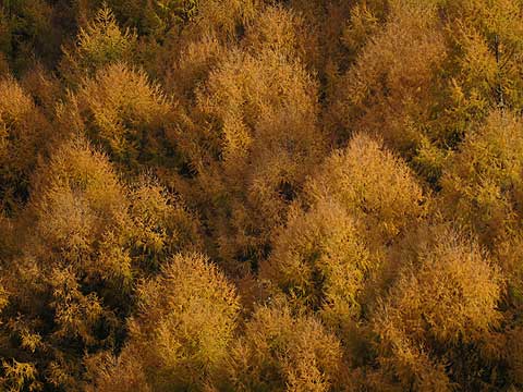 小諸のカラマツ