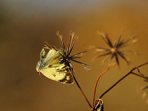 不幸なモンキチョウ