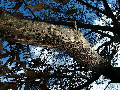 クリオオアブラムシの集団