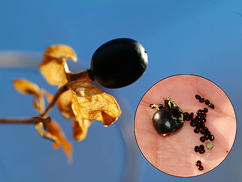 ナンバンハコベの実