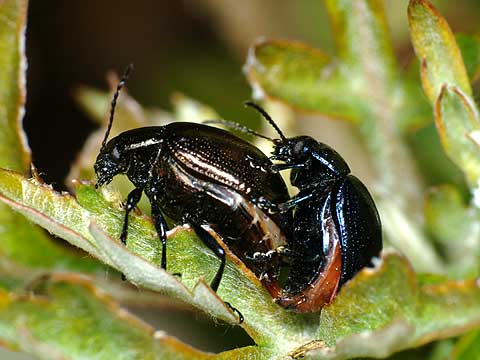 ヨモギハムシの交尾