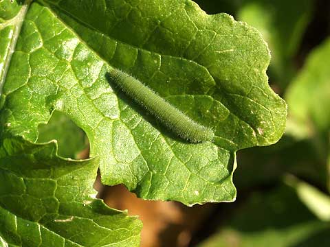 モンシロチョウの幼虫