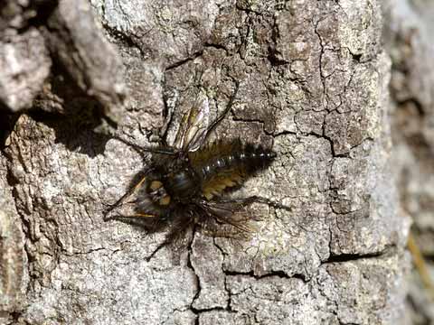 ヒゲボソムシヒキアブ