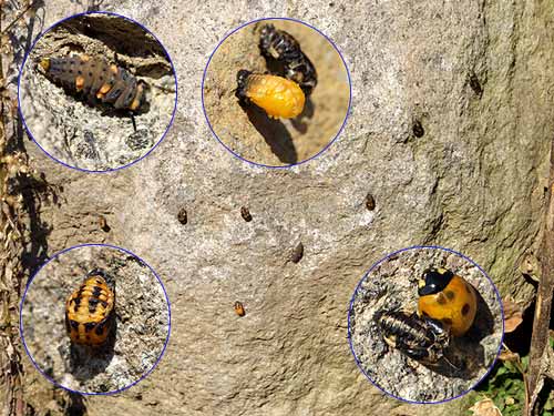 ナナホシテントウ