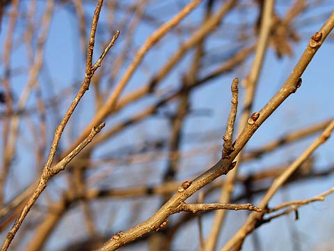 数当てクイズ（クワエダシャク）