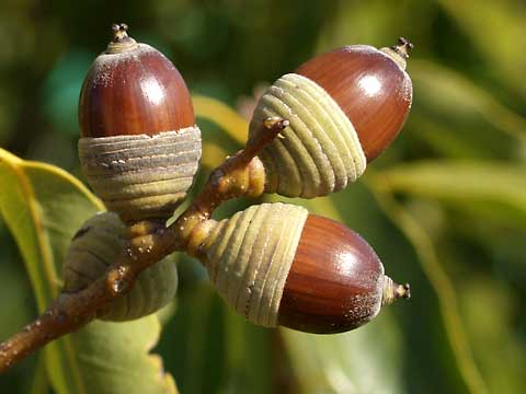 シラカシのドングリ