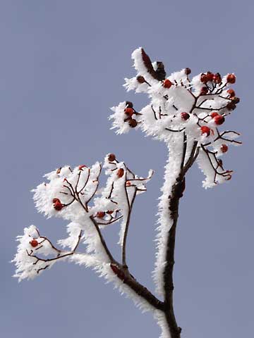ガマズミについた霧氷
