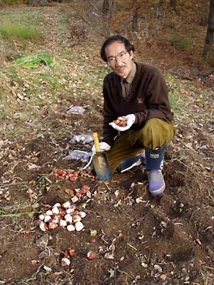 球根を植える