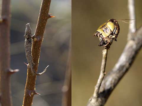 モズのはやにえ