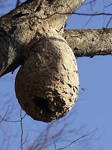 キイロスズメバチの巣