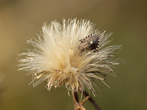 ブチヒゲカメムシ