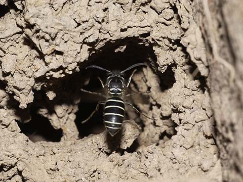クロスズメバチ