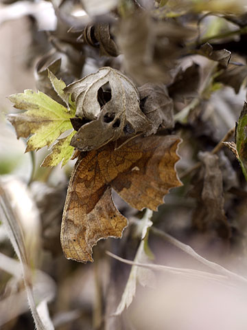 キタテハの越冬