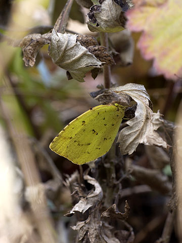 キチョウの越冬