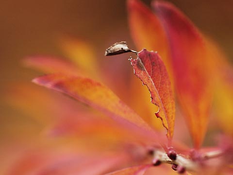 ホシミスジの幼虫越冬