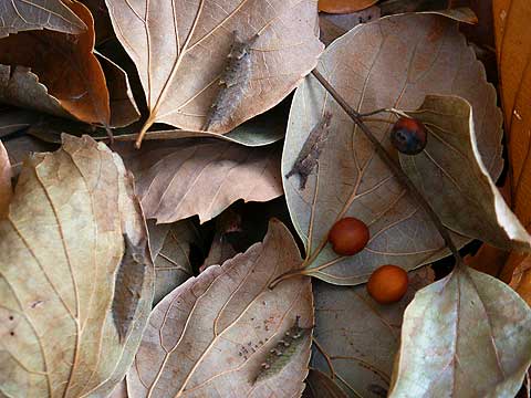 ゴマダラチョウとオオムラサキの幼虫越冬