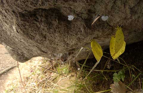 キチョウの集団越冬