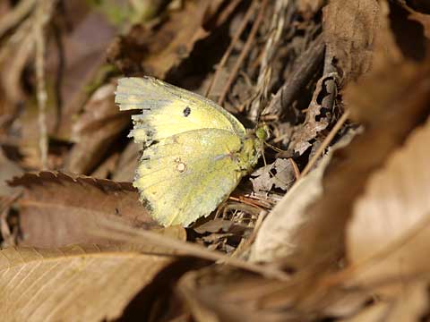 ぼろぼろのモンキチョウ