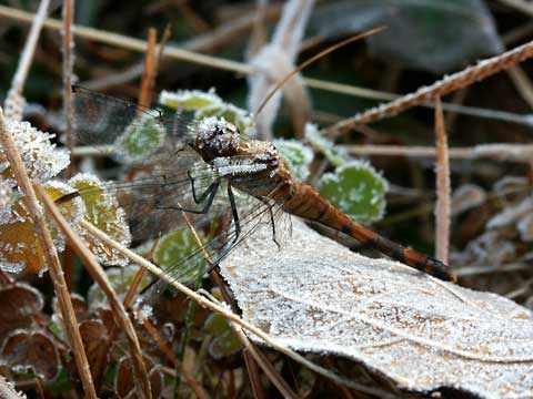 死んだアキアカネ