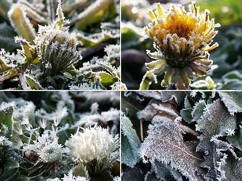 タンポポに降りた霜