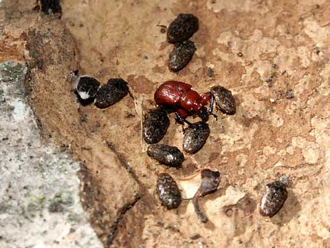 ルイスアシナガオトシブミ