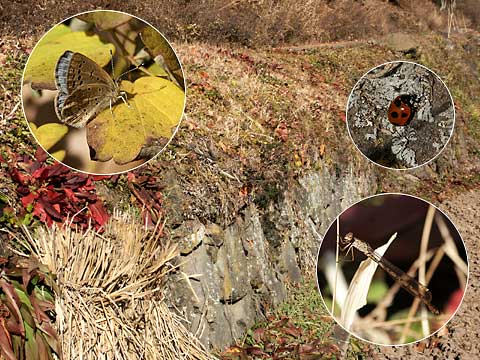 暖かい田の石積み