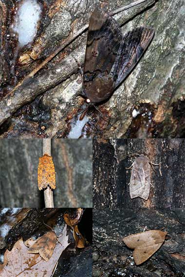 冬の樹液に集まるガ