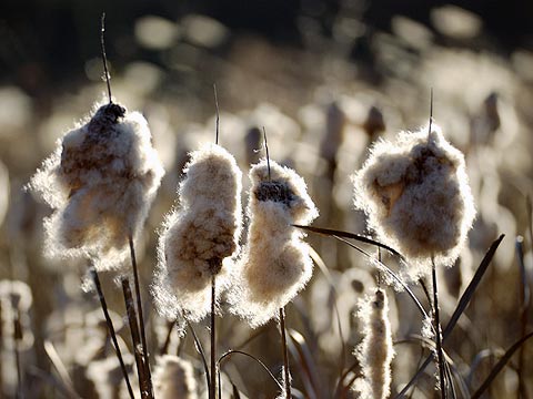 ガマの綿毛