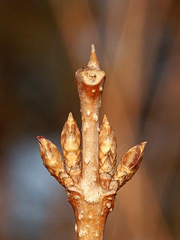 レンギョウの冬芽