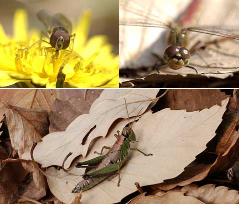 まだ元気な虫たち