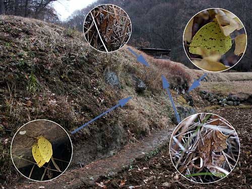 チョウの越冬場所