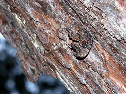 ルリタテハの越冬その後
